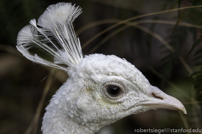 white peahen